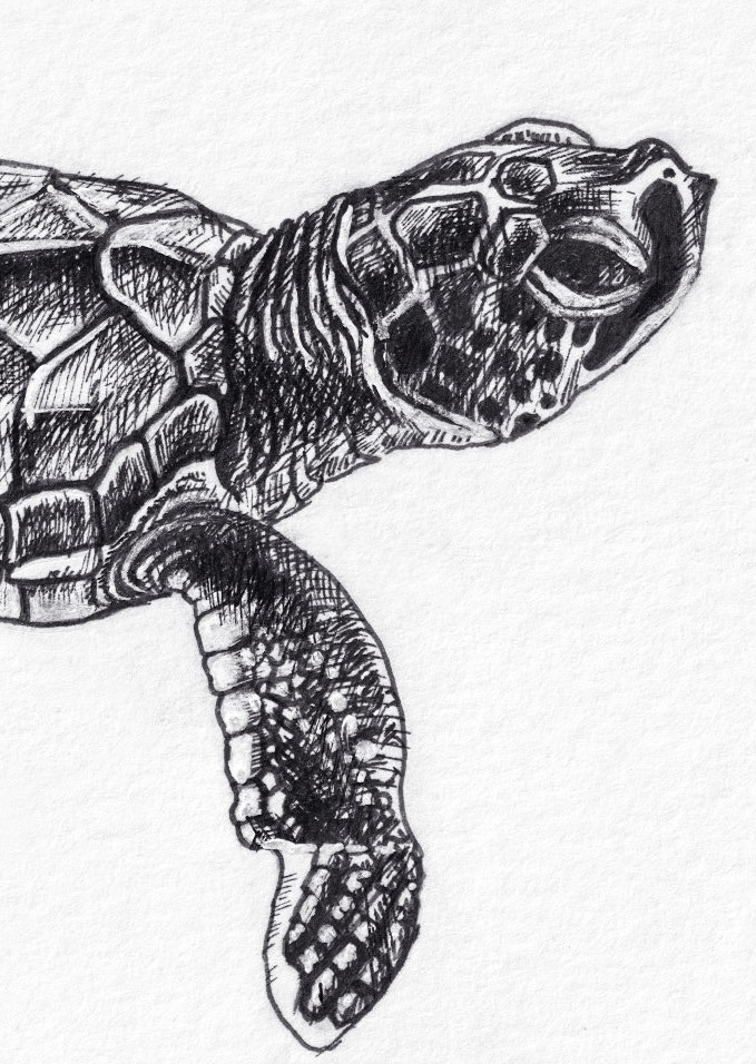 Baby Sea Turtle thumbnail 2