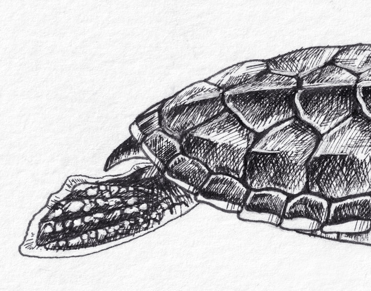 Baby Sea Turtle thumbnail 3