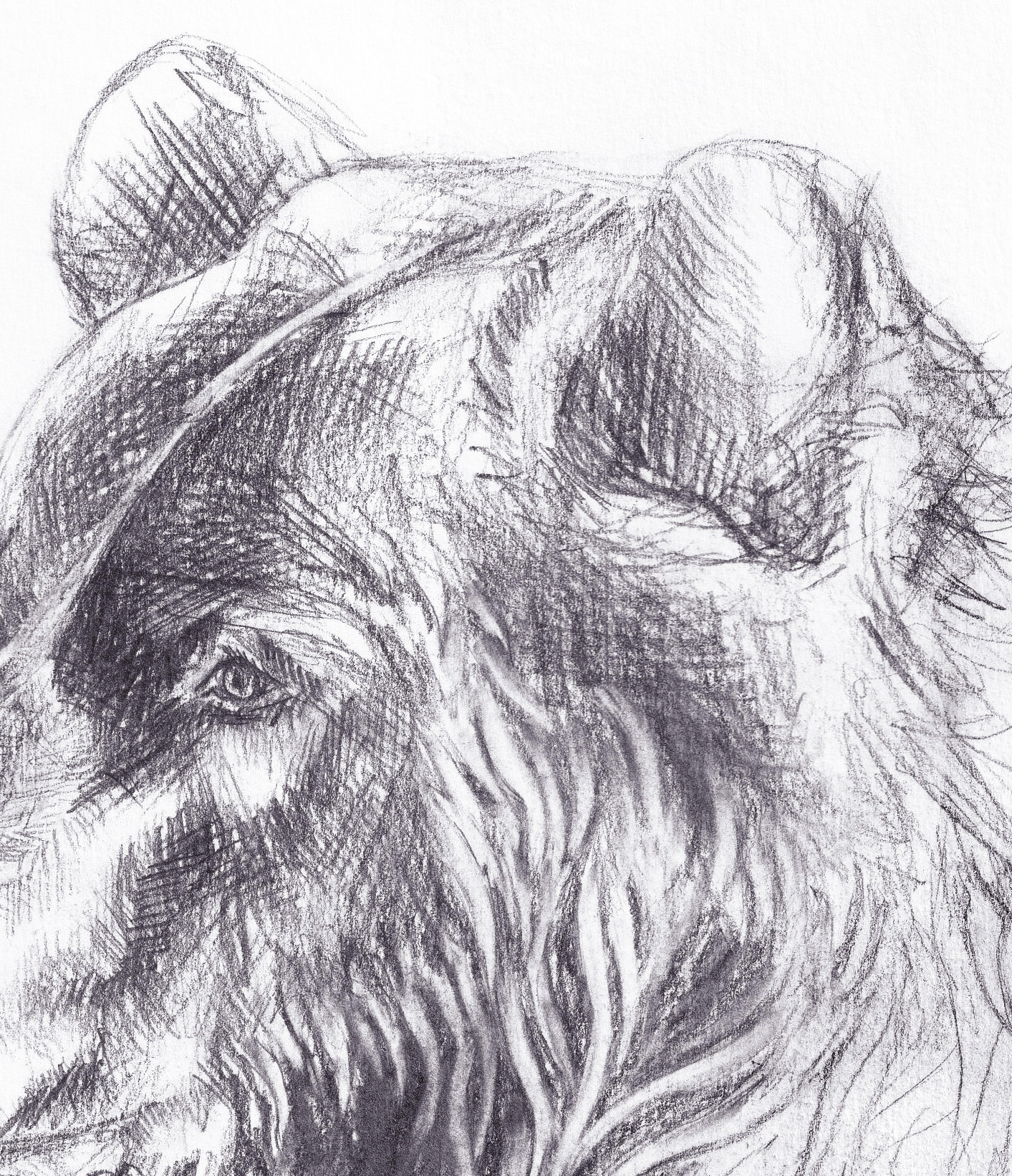 Bear sketch thumbnail 3