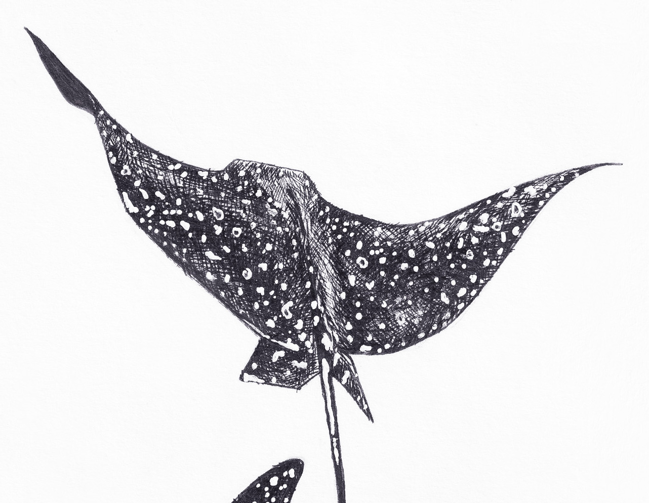 Eagle ray thumbnail 2