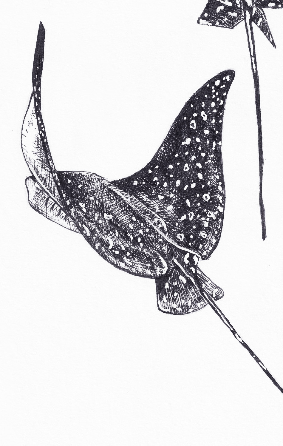 Eagle ray thumbnail 3