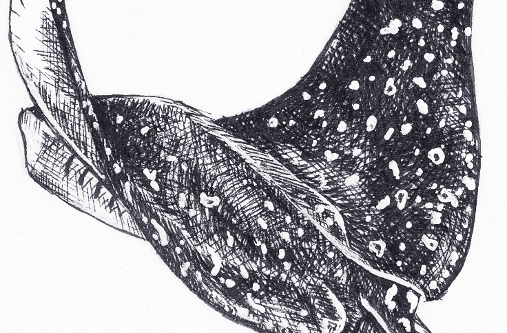 Eagle ray thumbnail 4