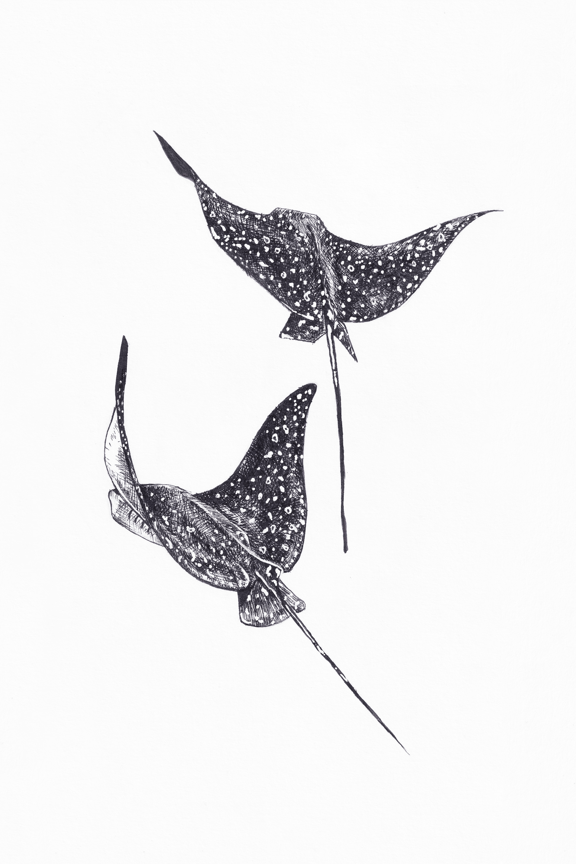 Eagle ray