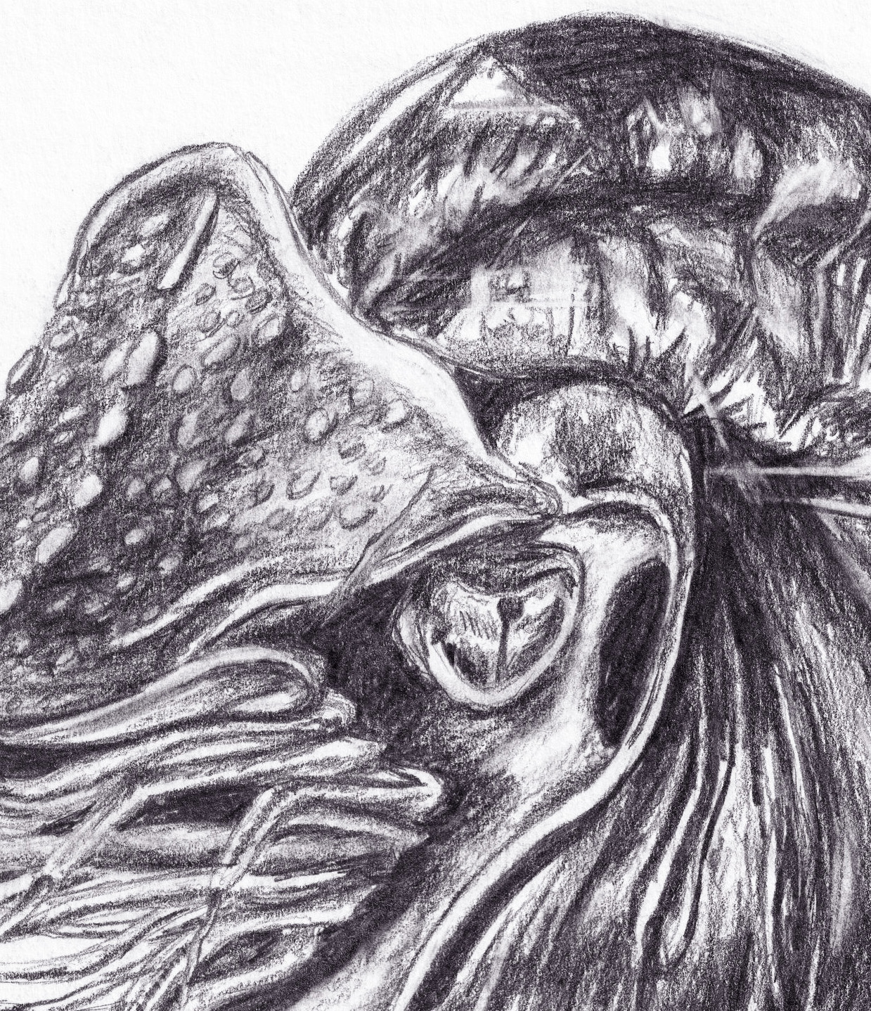 Nautalis Sketch thumbnail 2