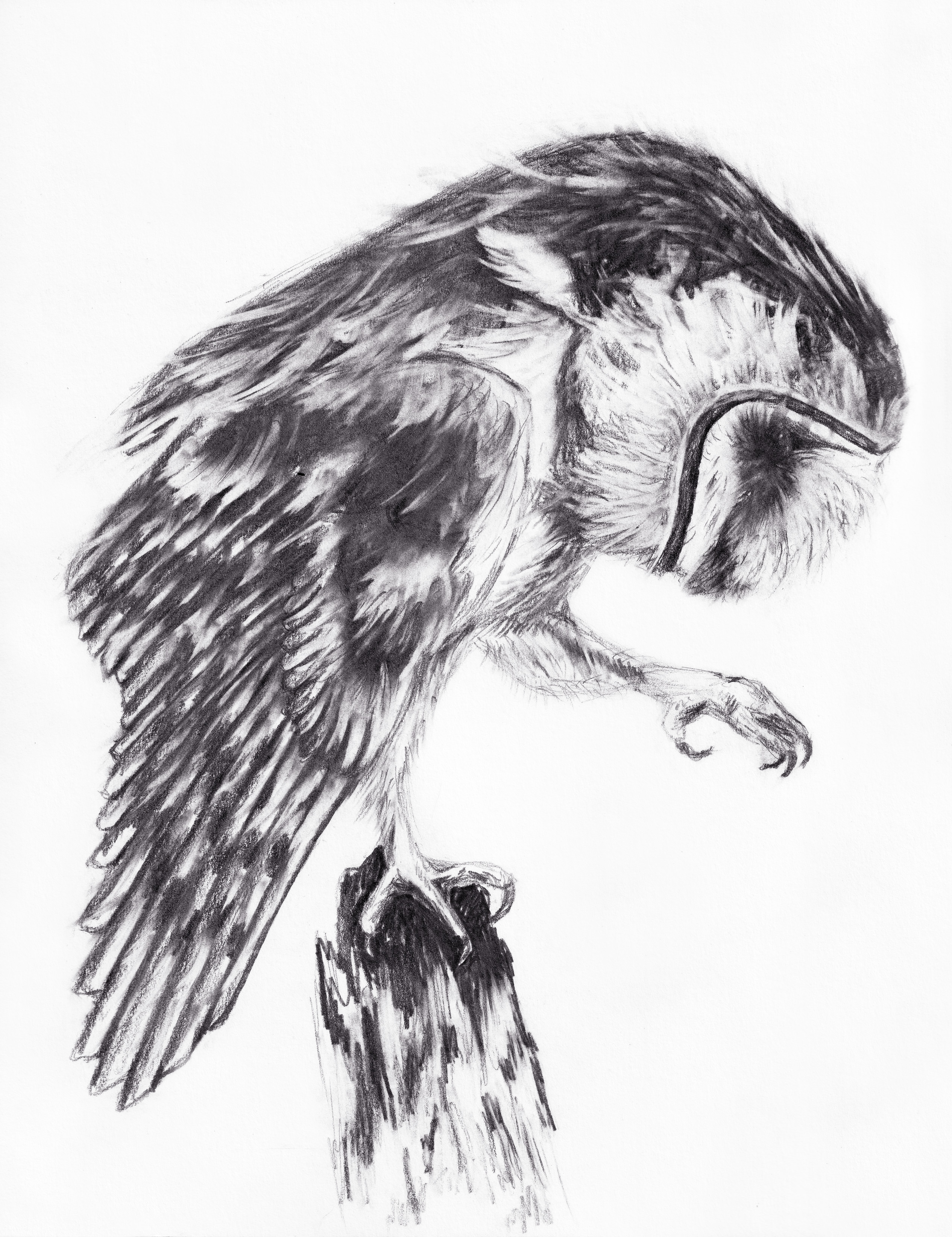 Owl Sketch