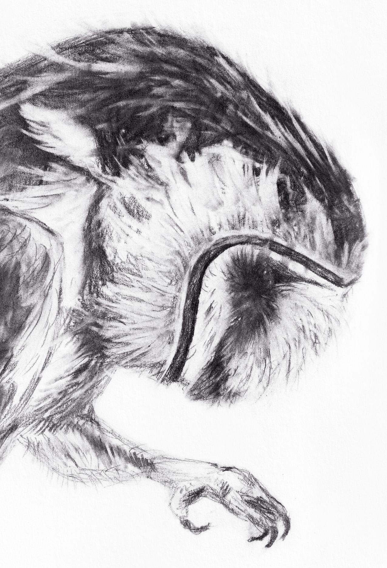 Owl Sketch thumbnail 2