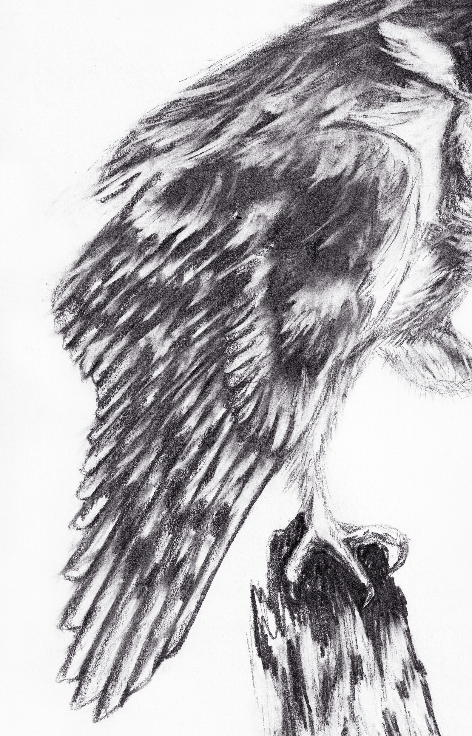 Owl Sketch thumbnail 3