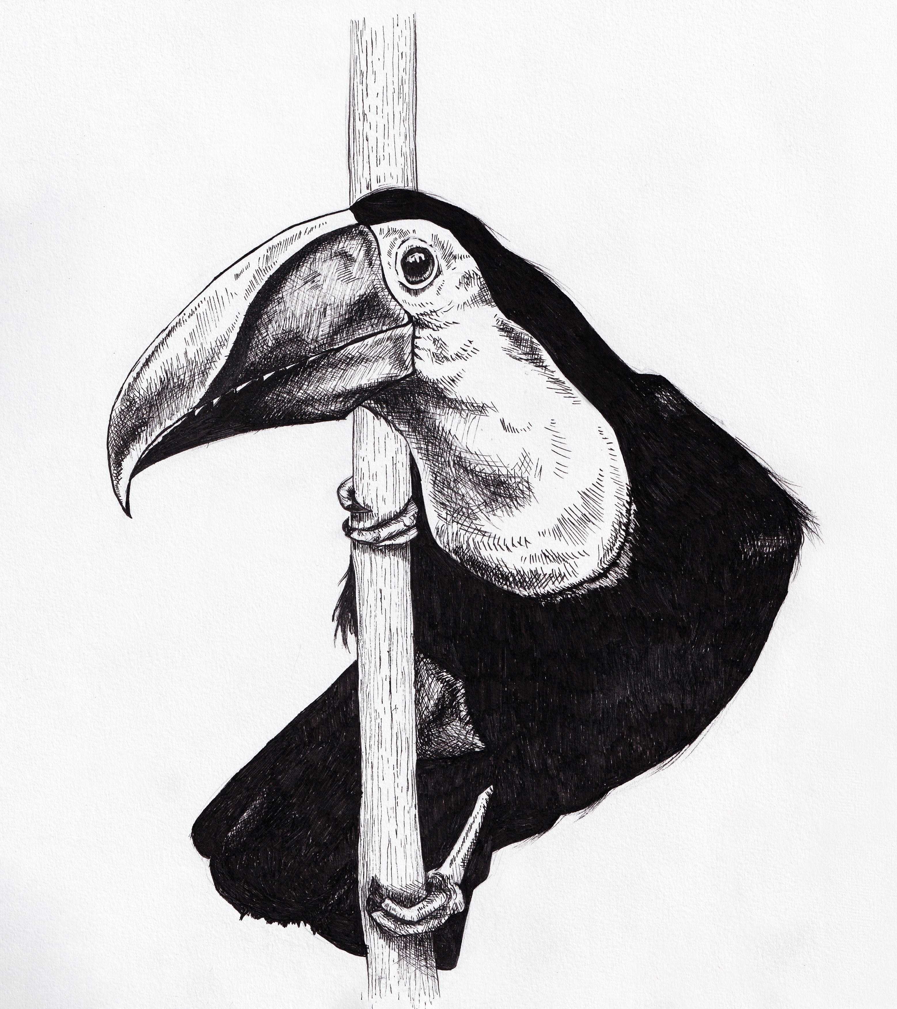 Toucan Micron Drawing