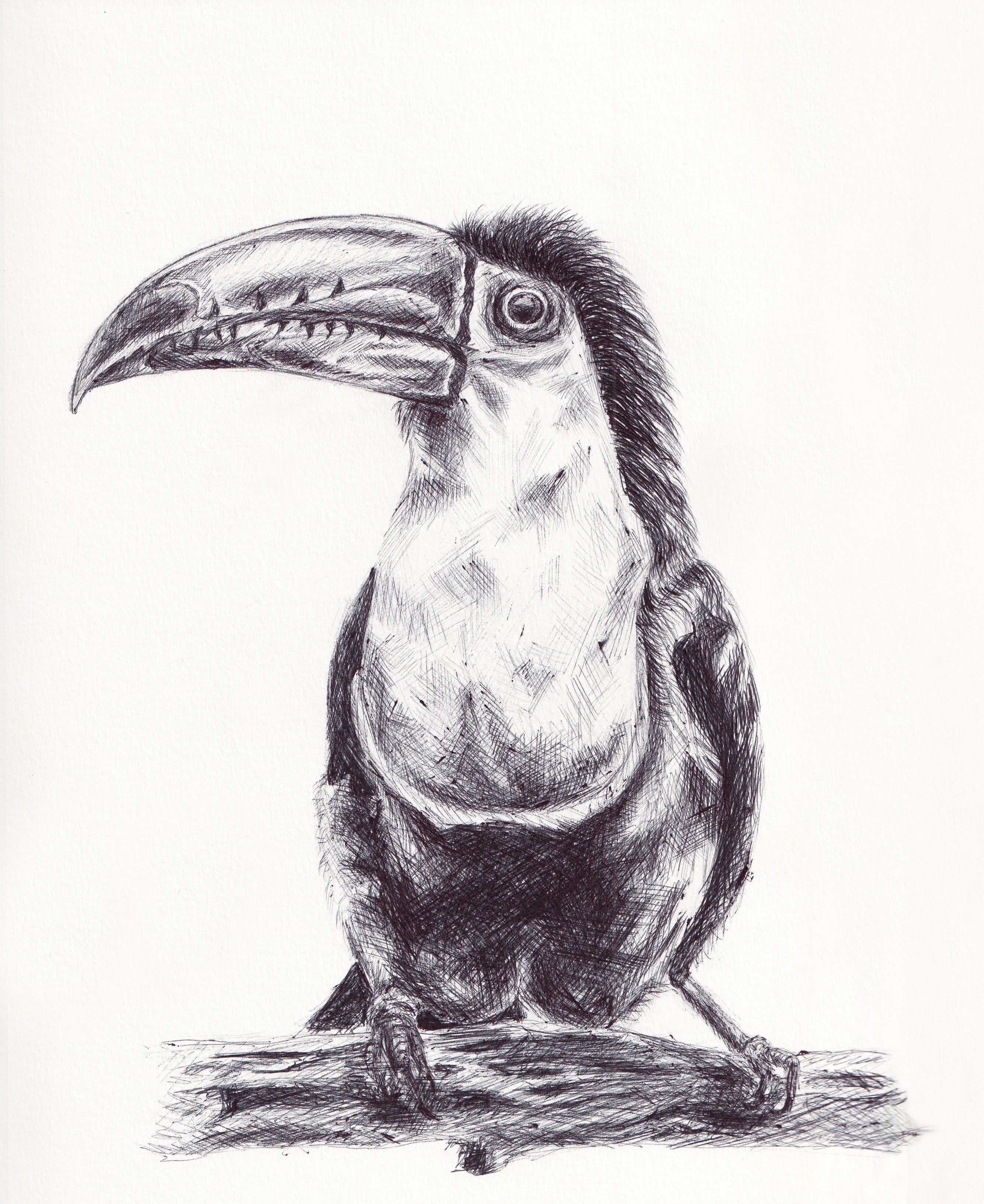 Toucan pen sketch