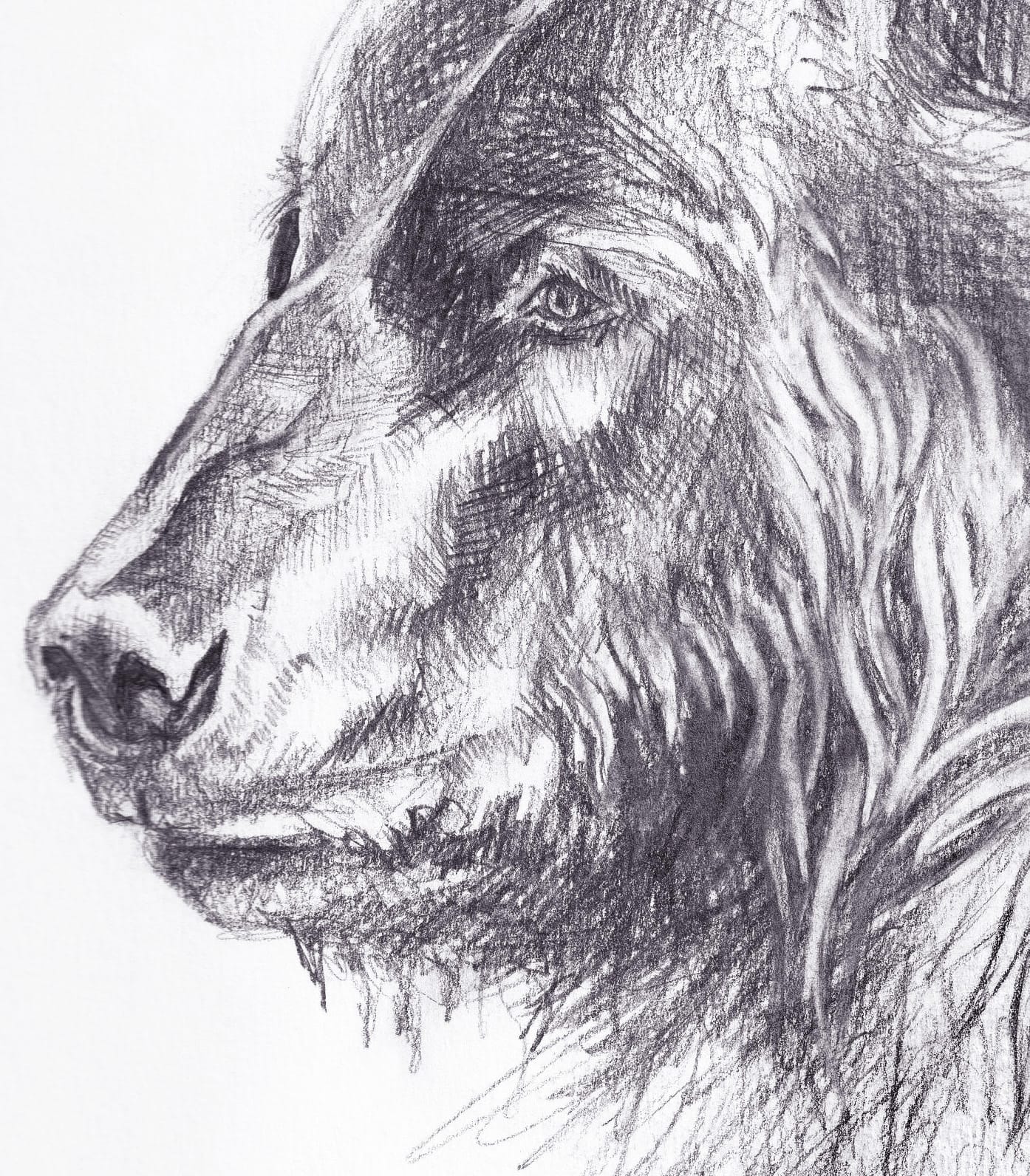 Bear thumbnail 4
