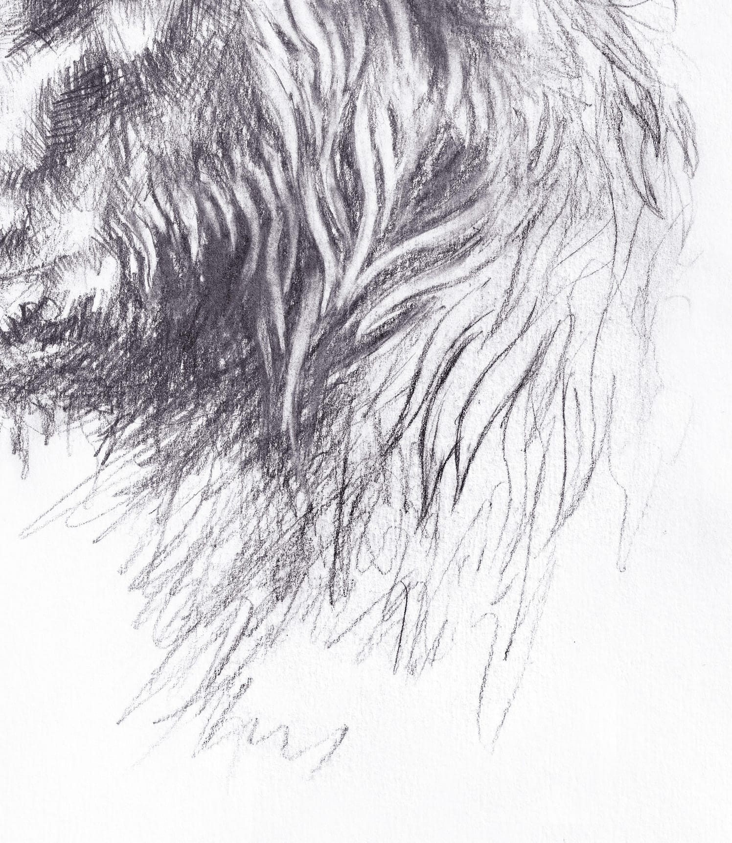 Bear thumbnail 6