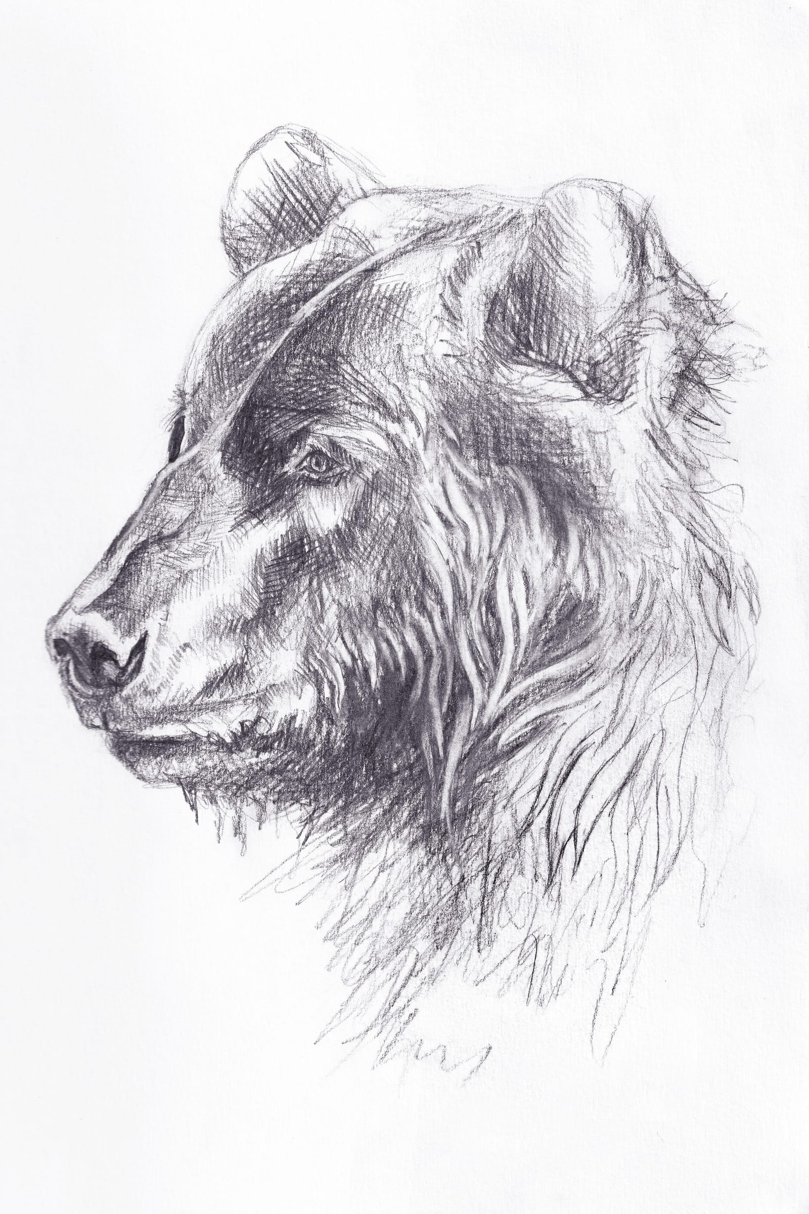 Bear