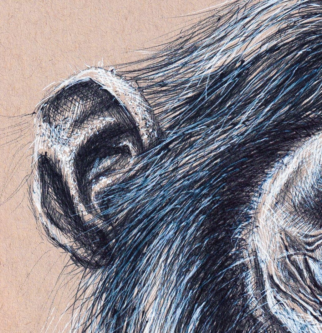 Caesar thumbnail 6