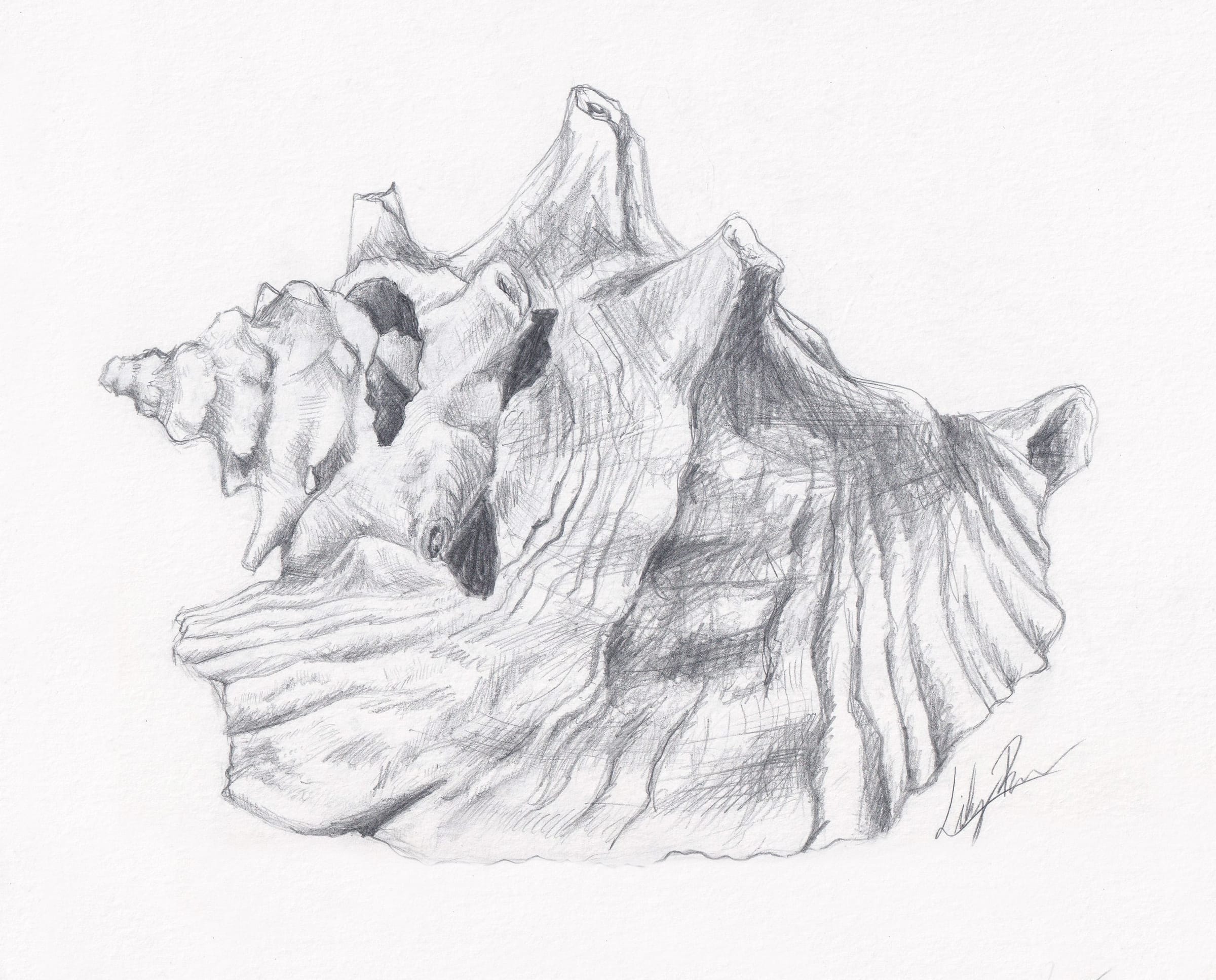 Queen Conch Shell