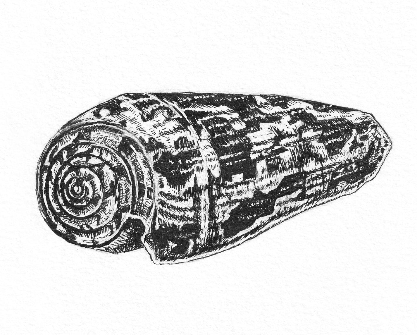 Cone Snail Shell