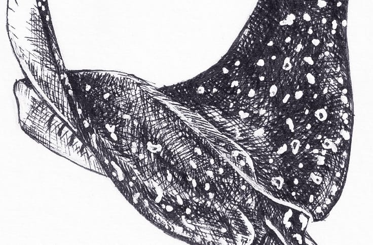 Eagle Rays thumbnail 6
