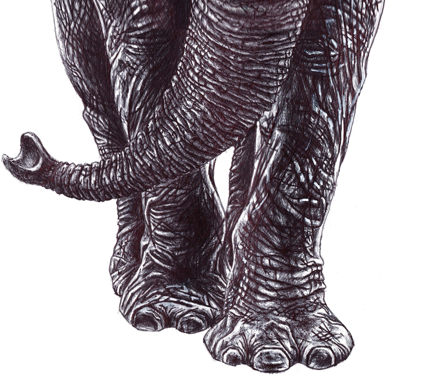 Elephant thumbnail 9