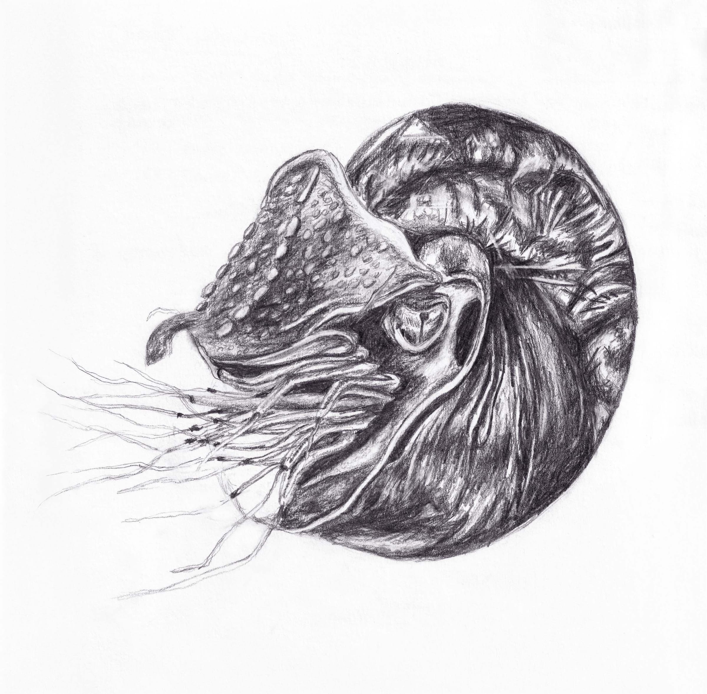 Nautilus