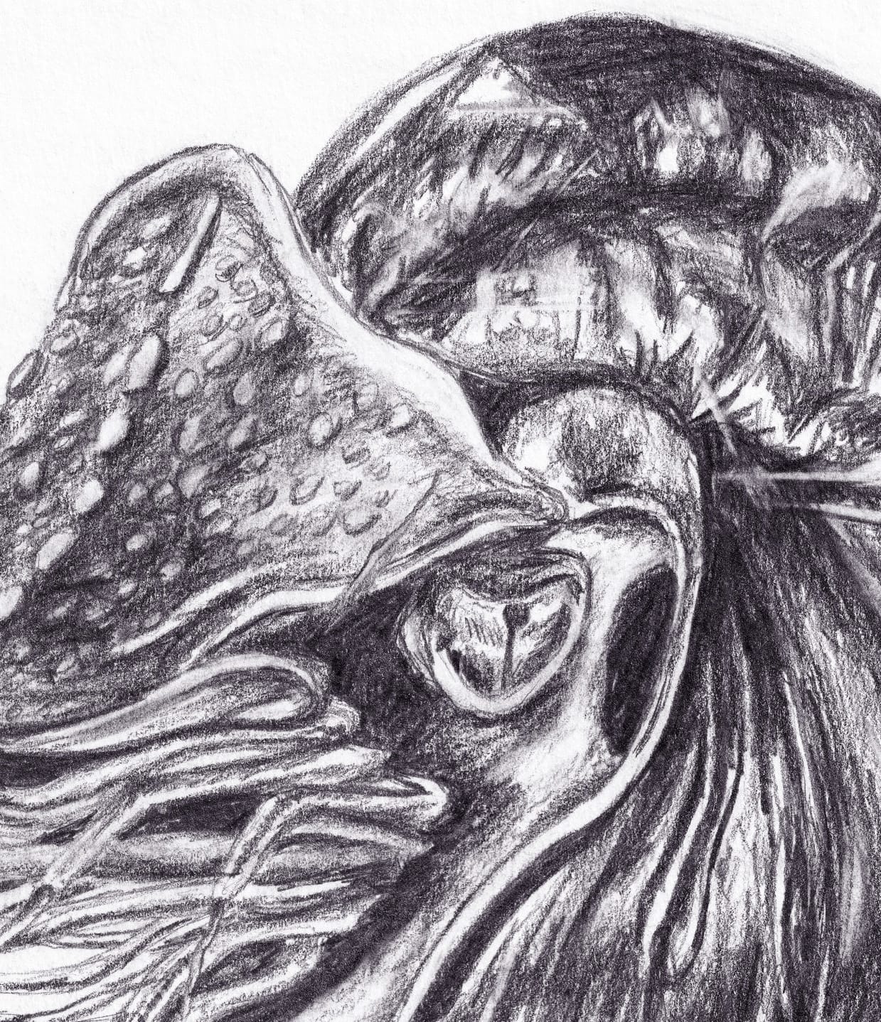 Nautilus thumbnail 4