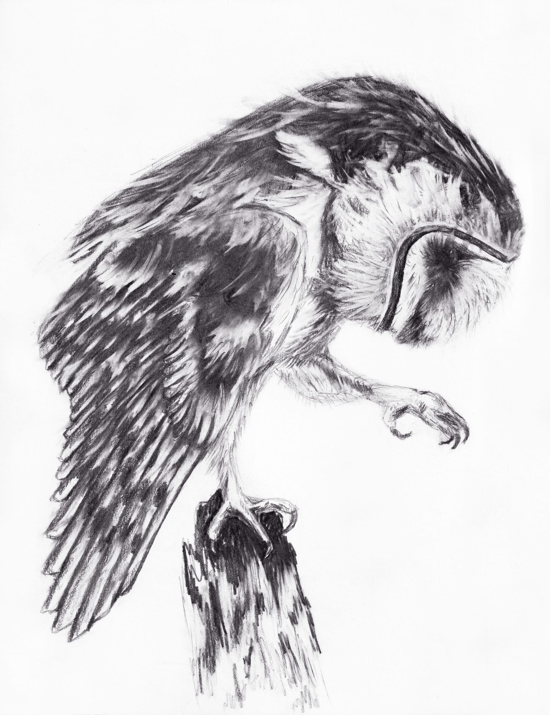 Barn Owl