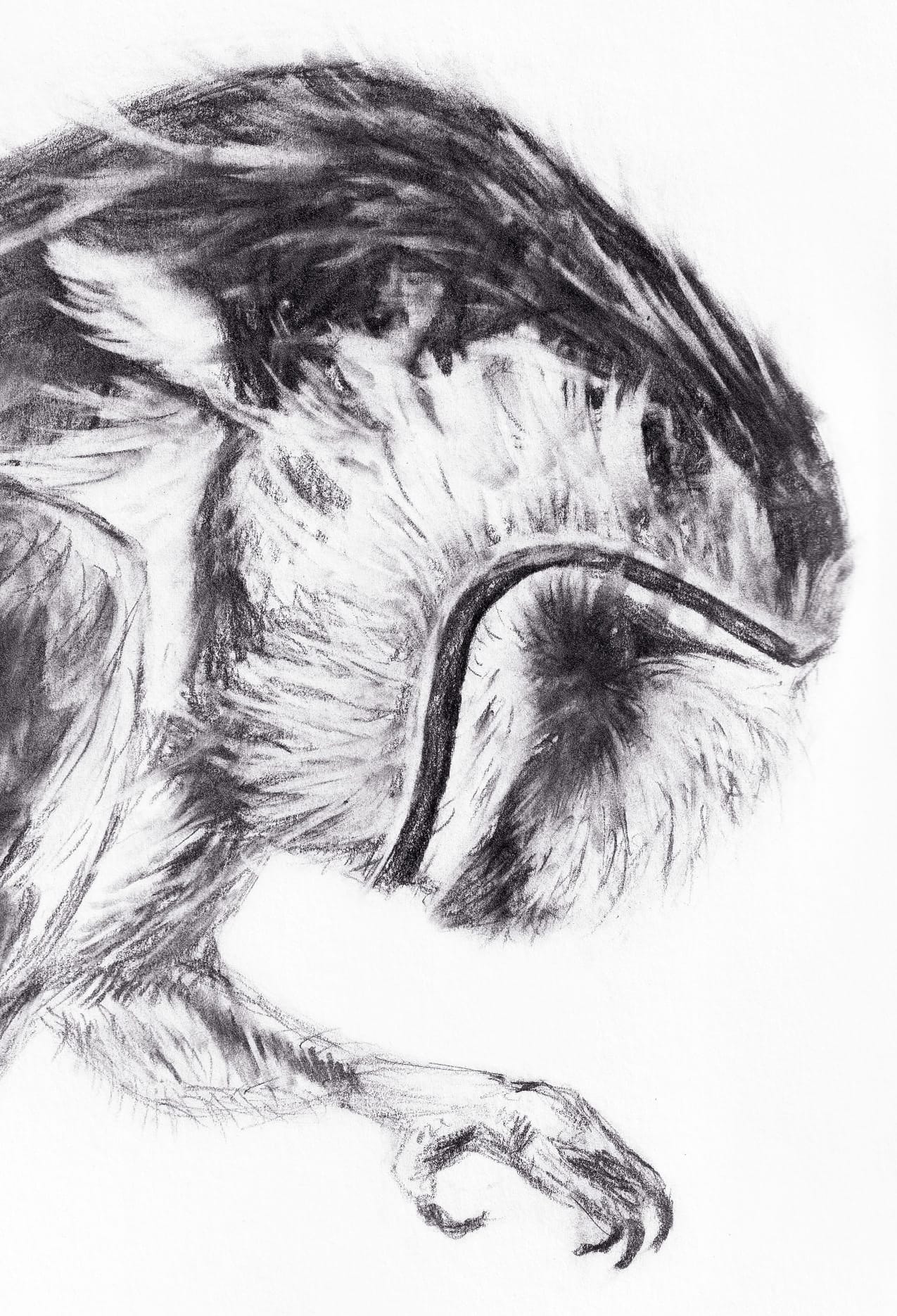 Barn Owl thumbnail 5