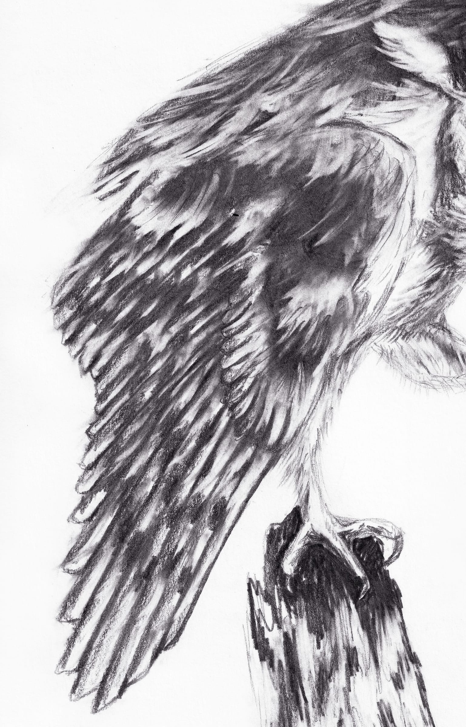 Barn Owl thumbnail 6