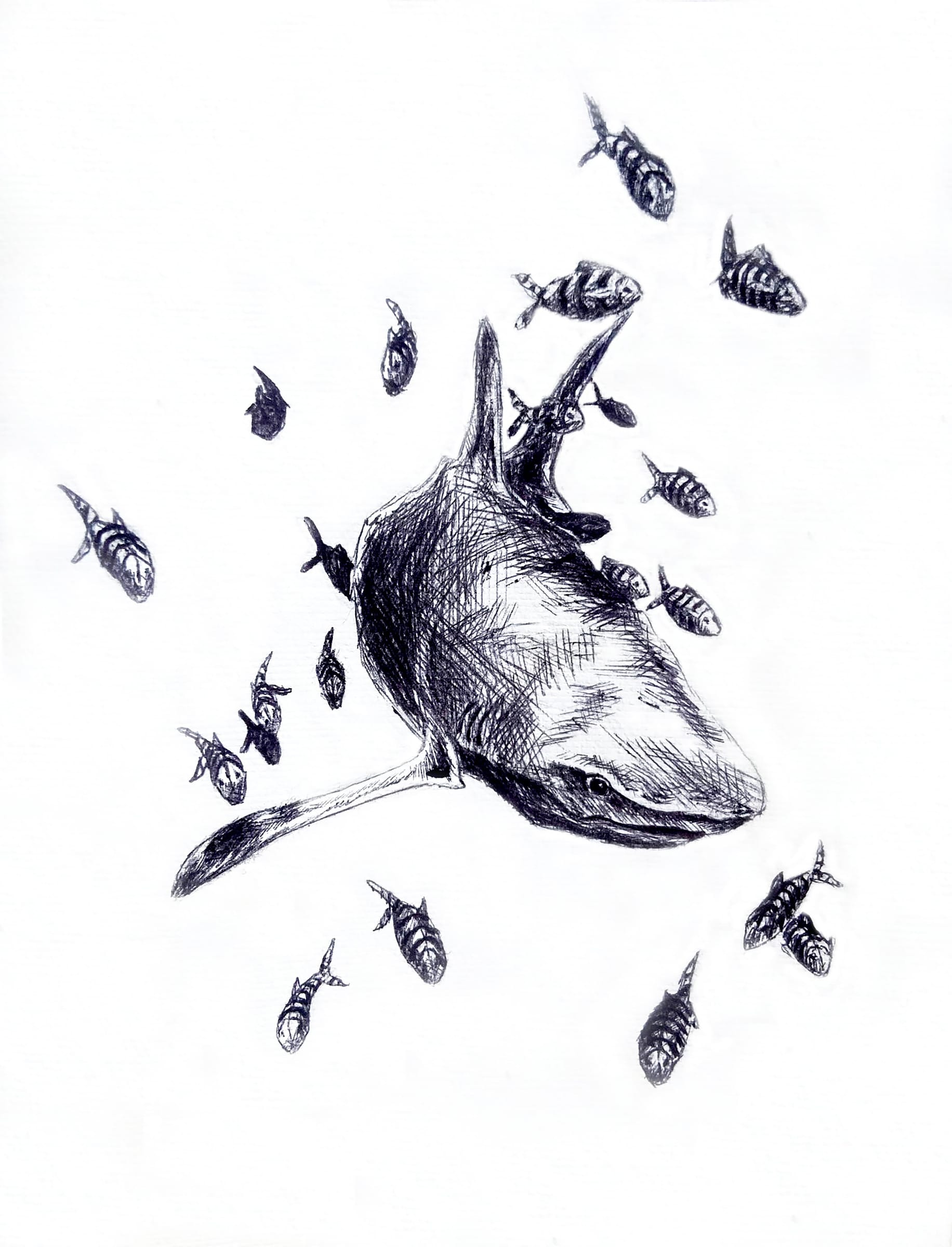 Shark on the Hunt