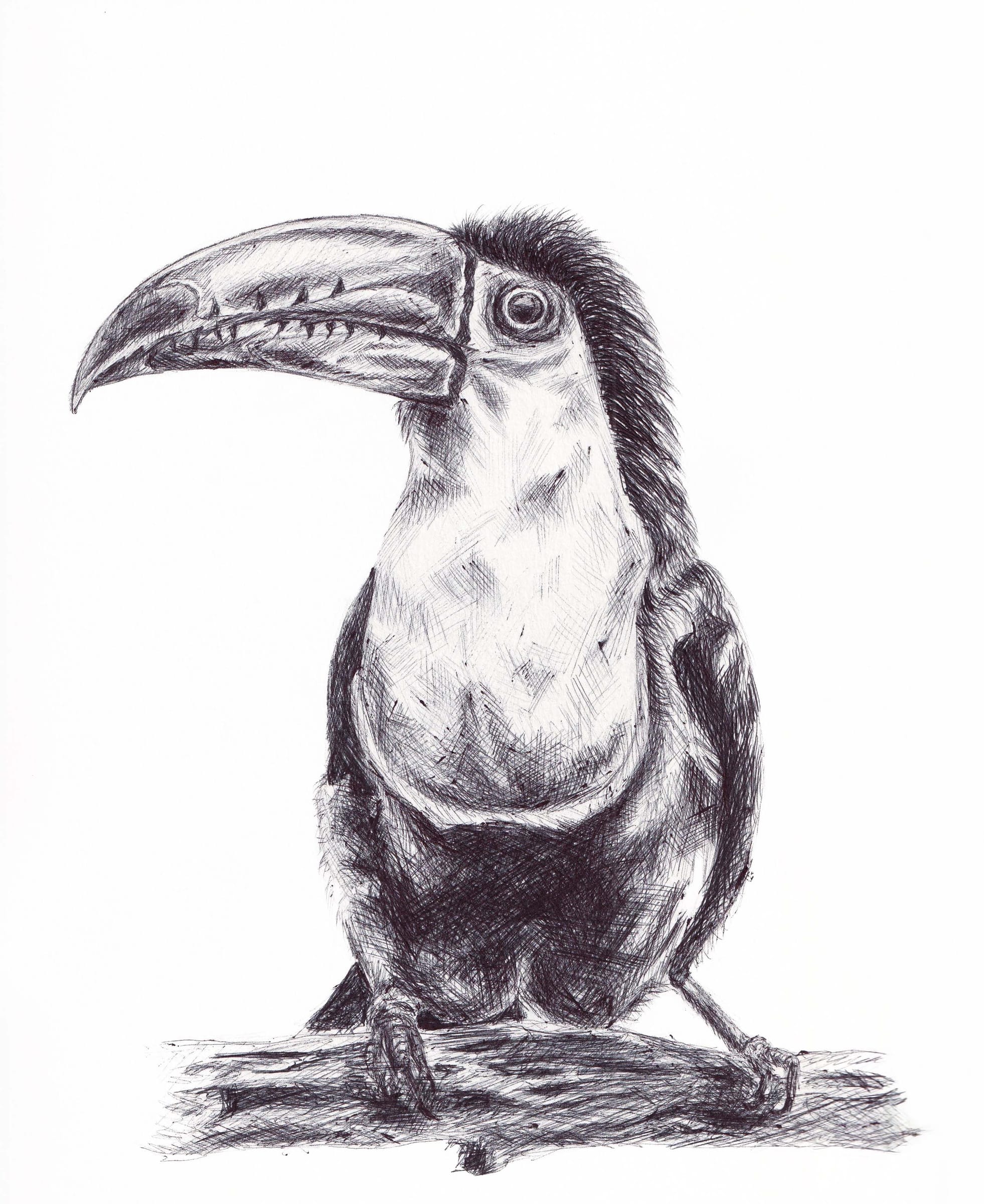 Toucan