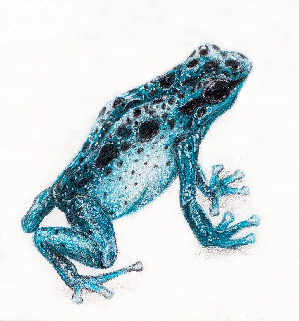 Blue frog Drawing