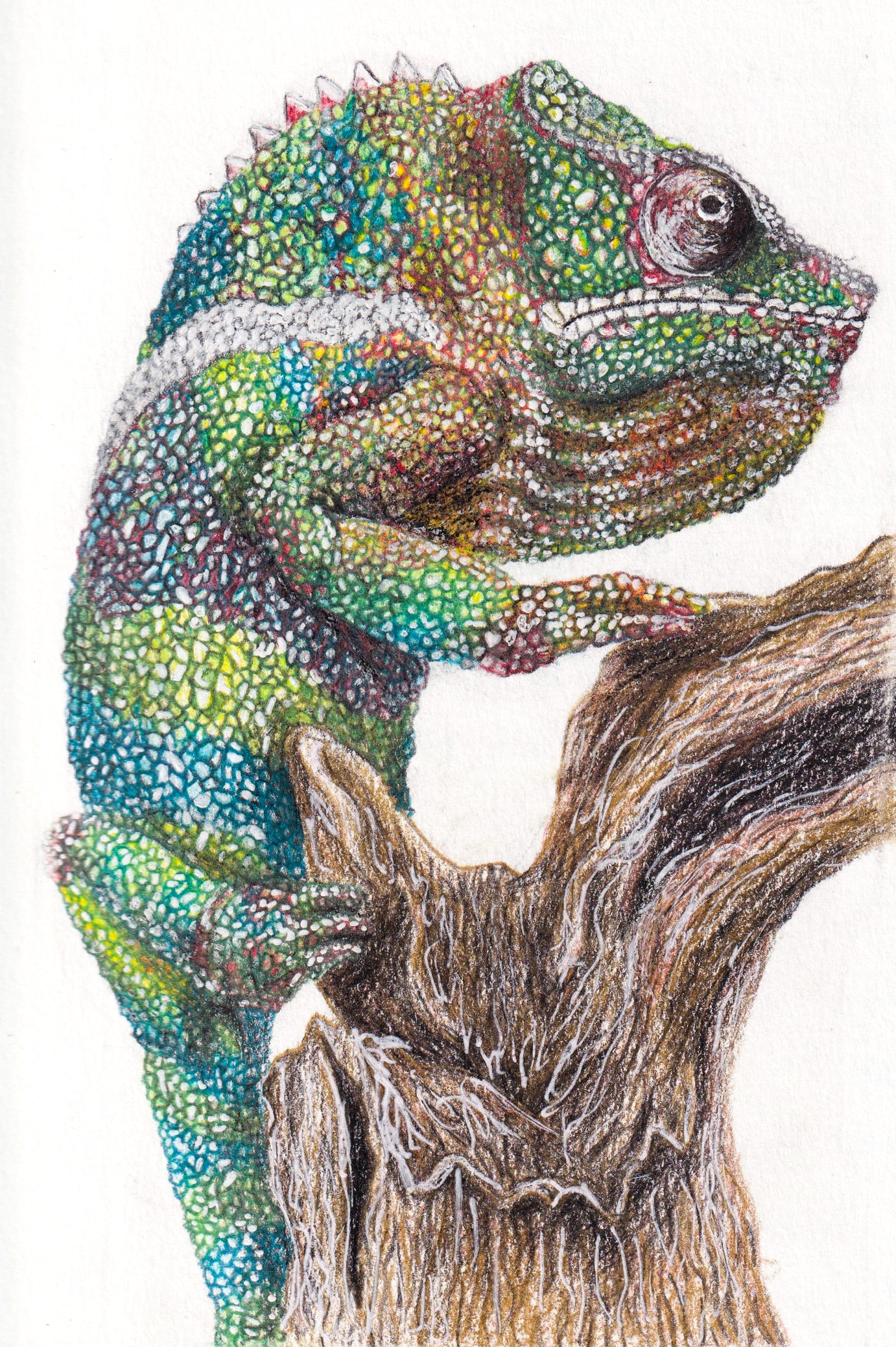 Chameleon Drawing