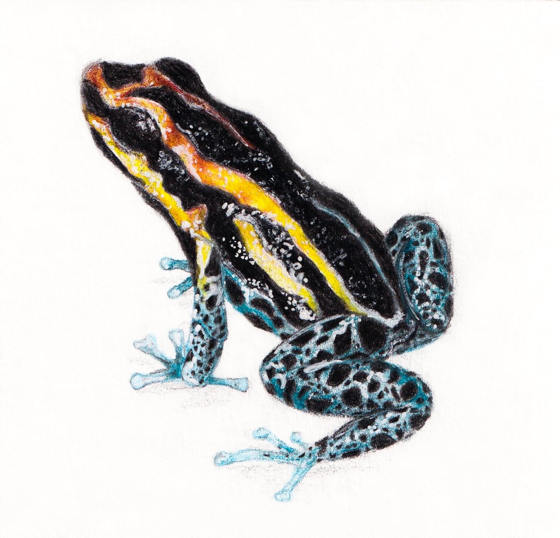 Yellow Frog