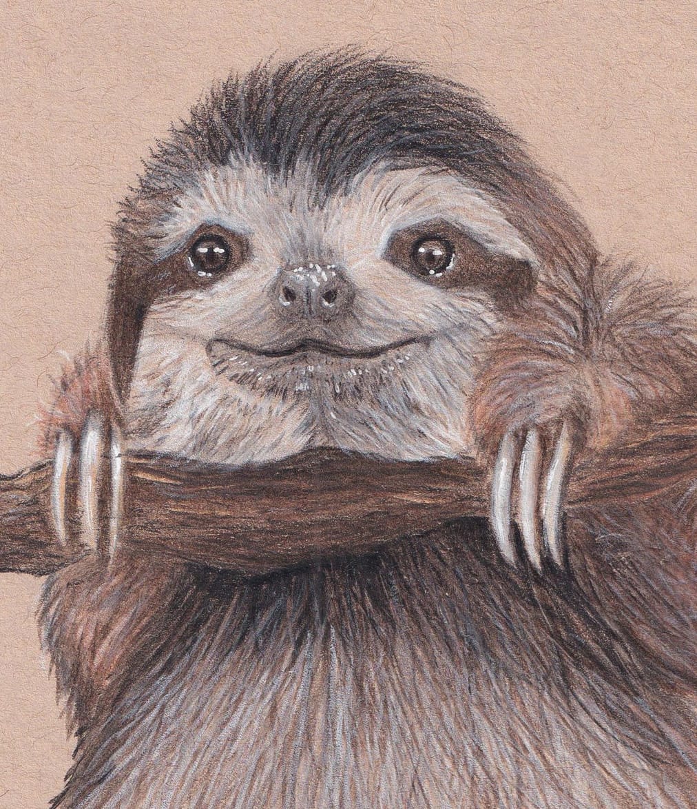 Baby Sloth Drawing thumbnail 4