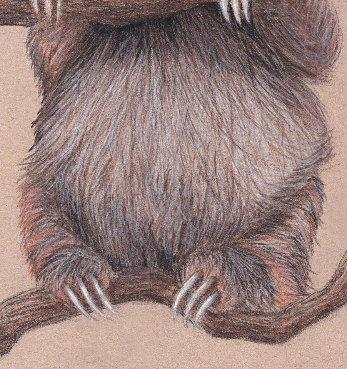 Baby Sloth Drawing thumbnail 5