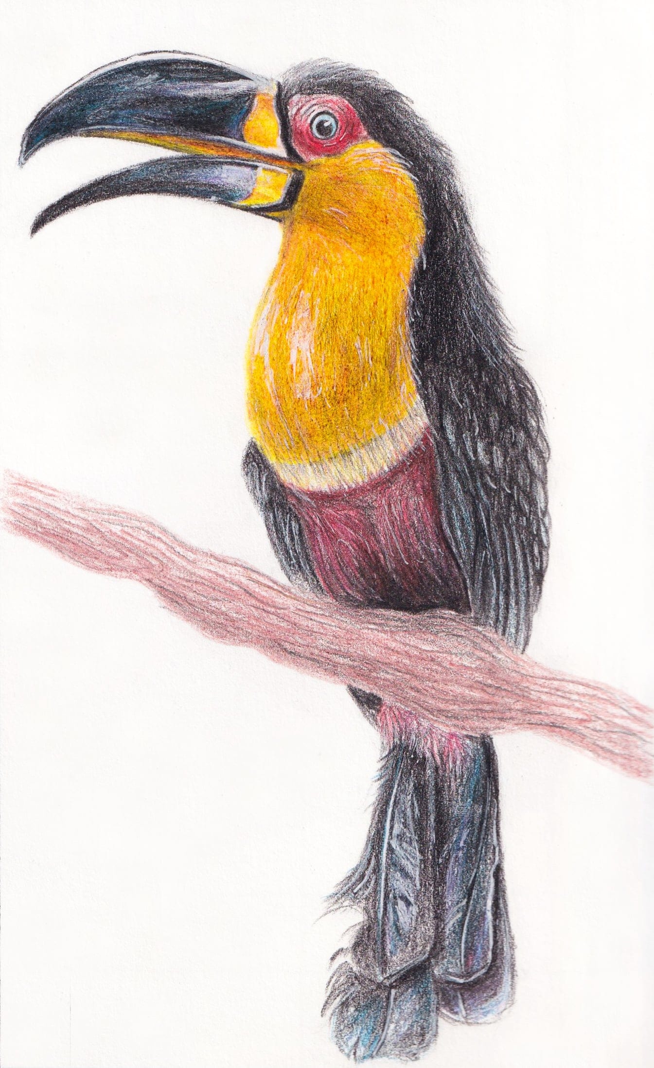 Toucan from research page