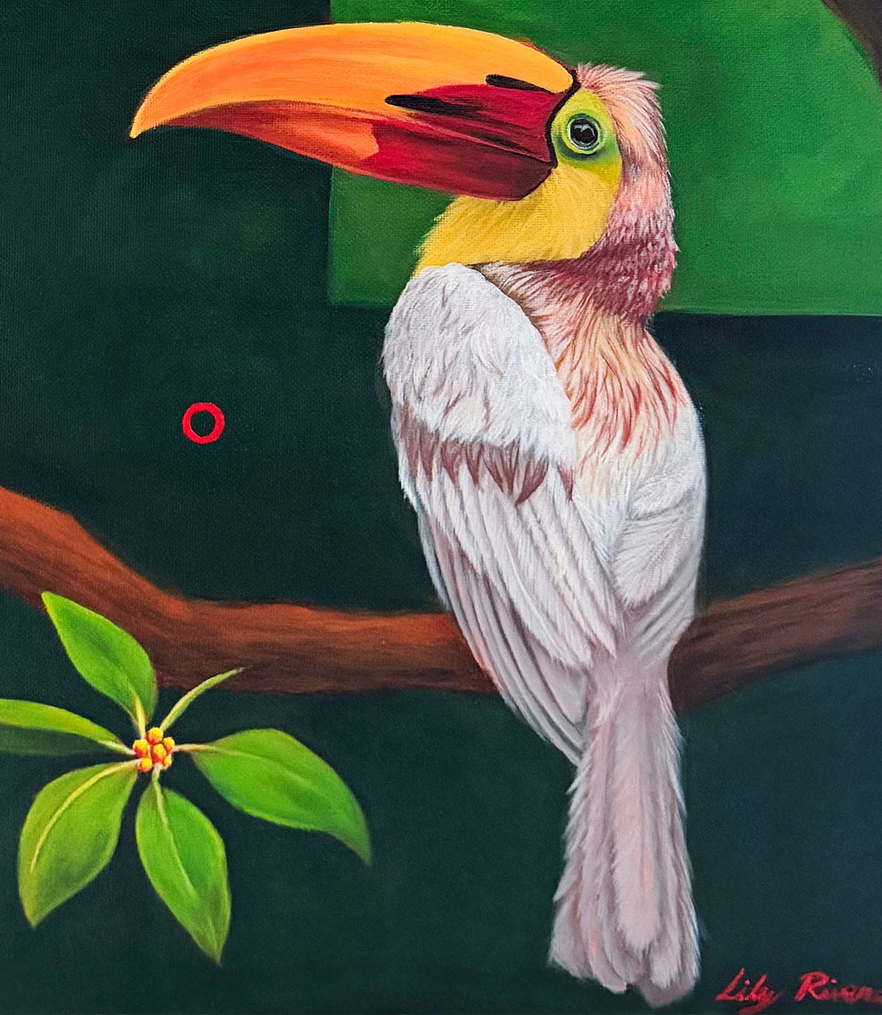 Rare White Leucistic Toucans thumbnail 5