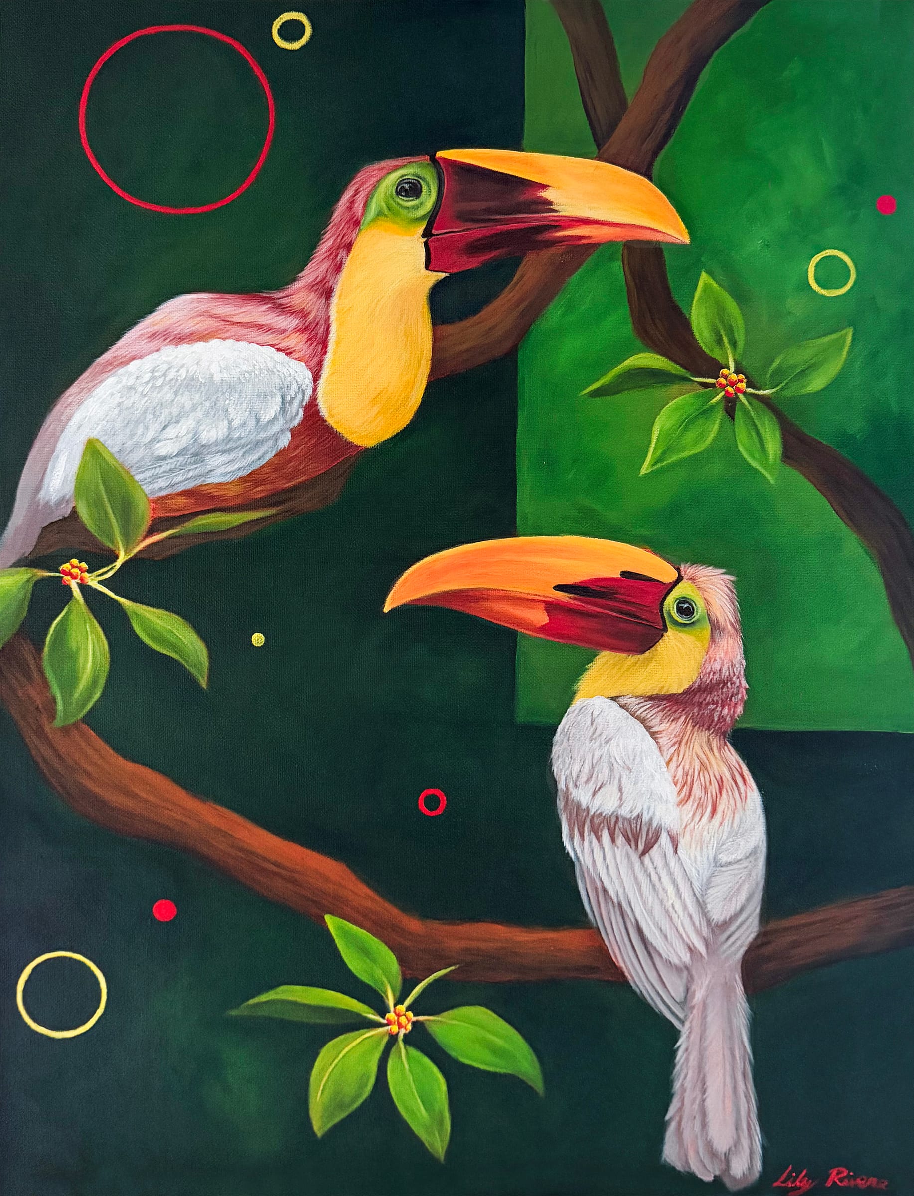 Rare White Leucistic Toucans