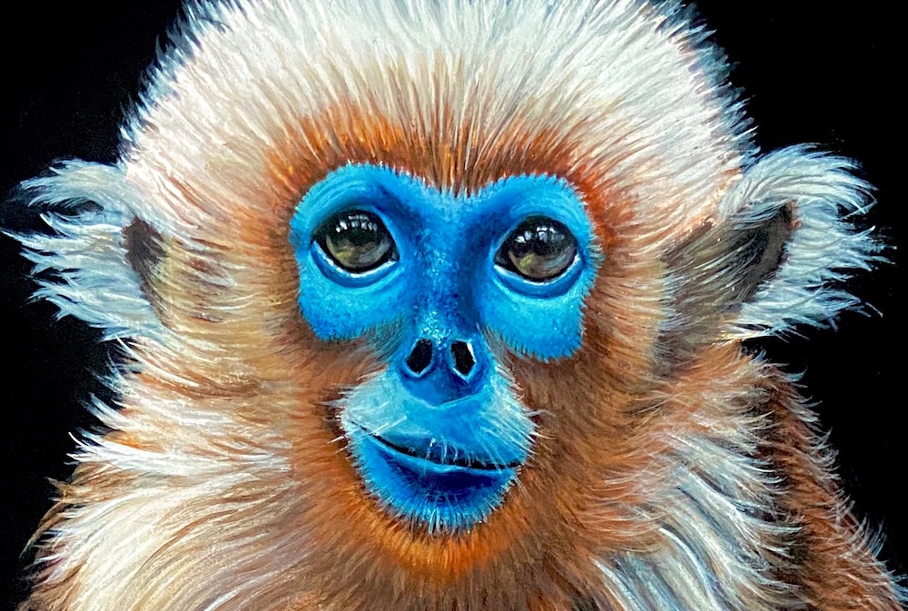 Blue Faced Monkey thumbnail 4