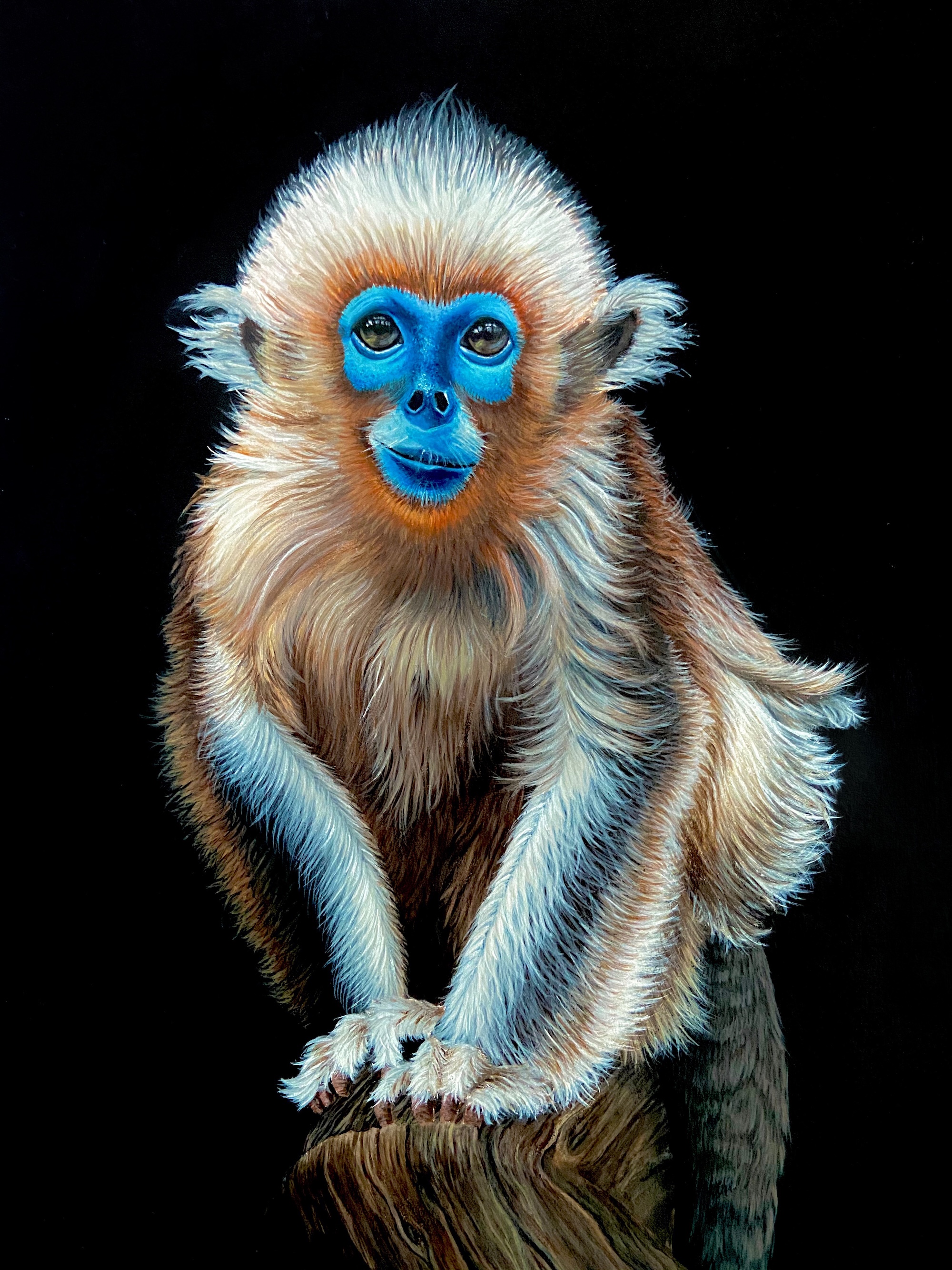 Blue Faced Monkey thumbnail 2