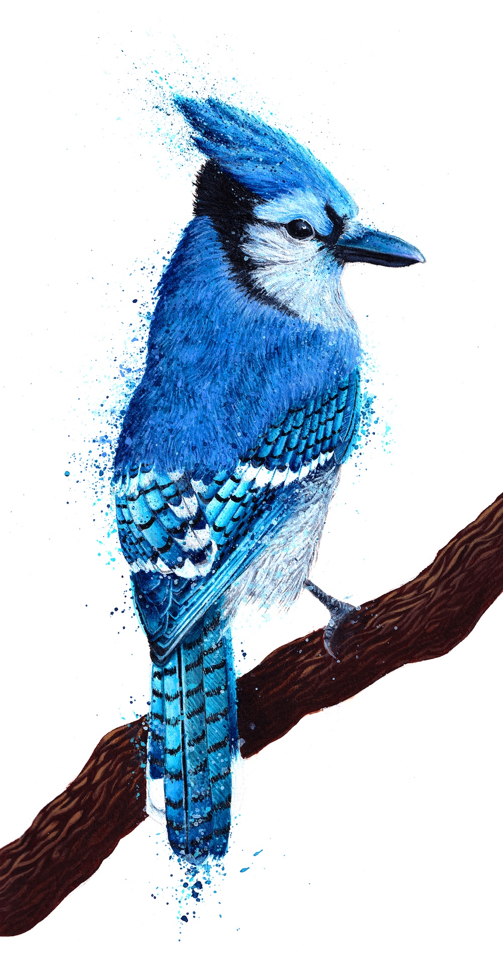 Blue Jay