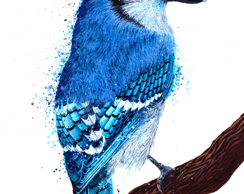 Blue Jay thumbnail 2