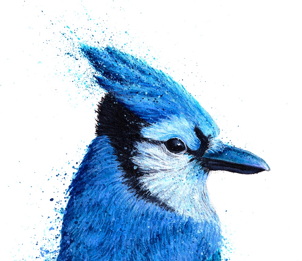 Blue Jay thumbnail 3