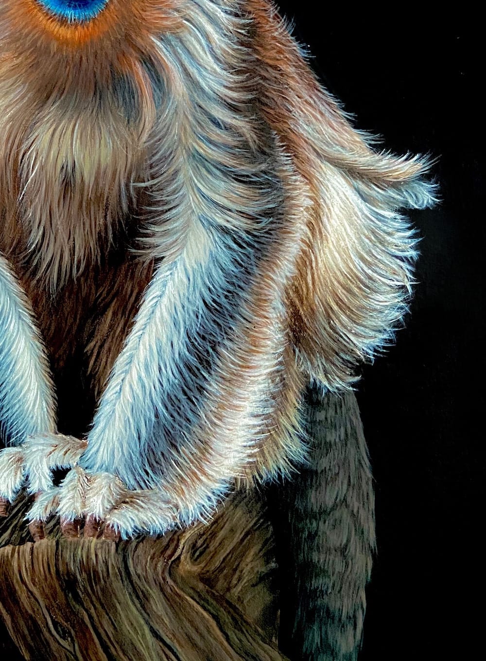 Golden Snub-Nosed Monkey thumbnail 7