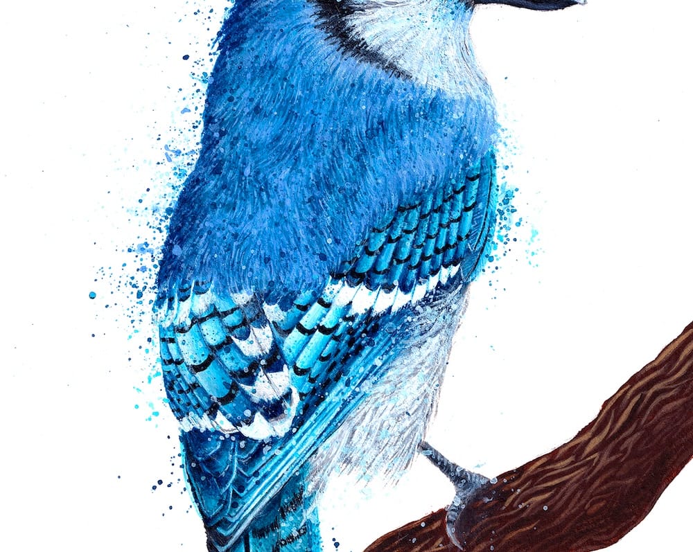 Blue Jay thumbnail 5