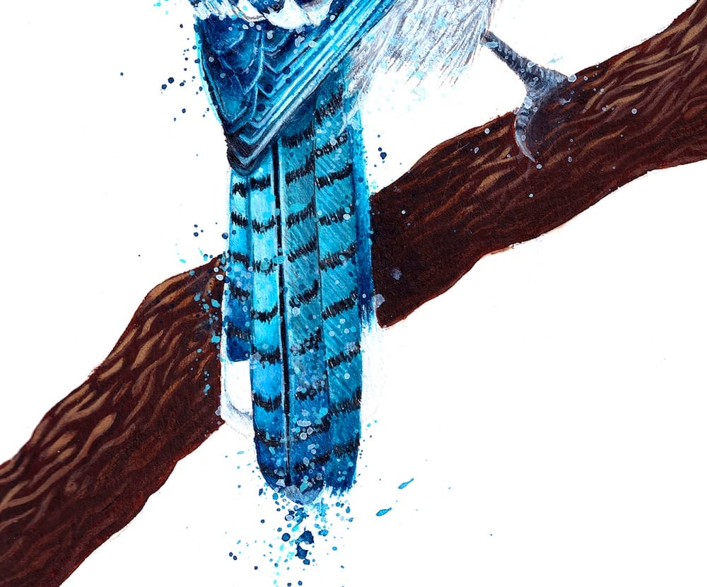 Blue Jay thumbnail 7
