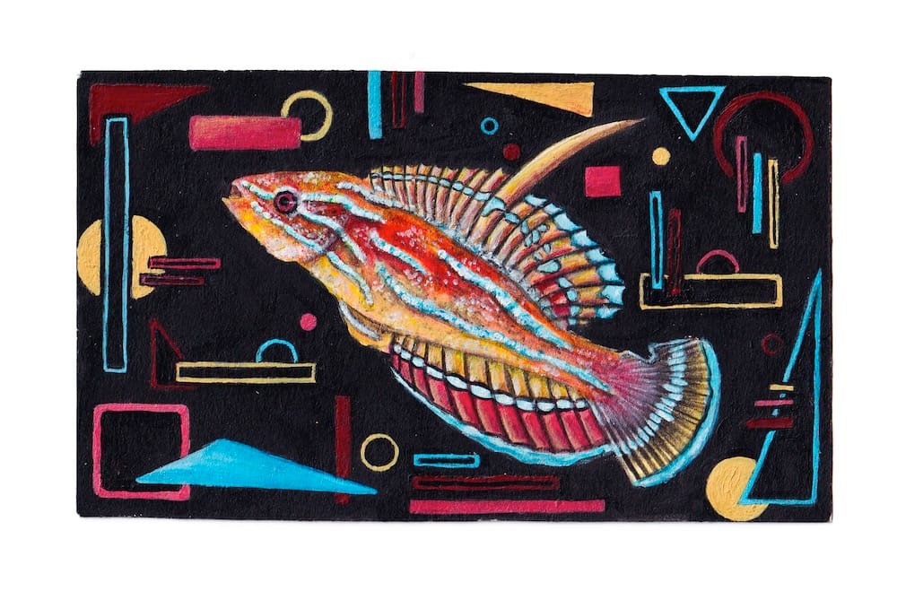 Red Reef Fish