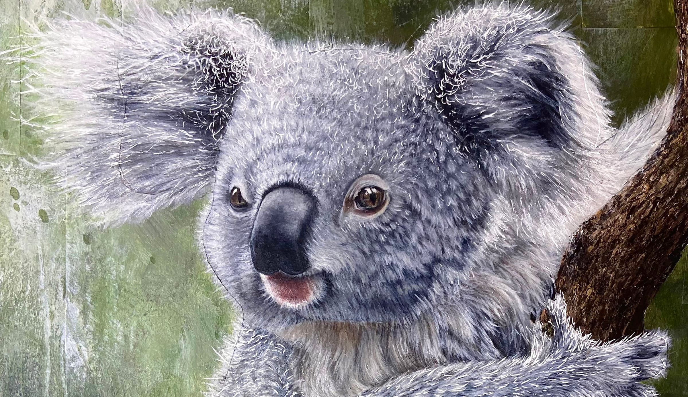Koala thumbnail 4