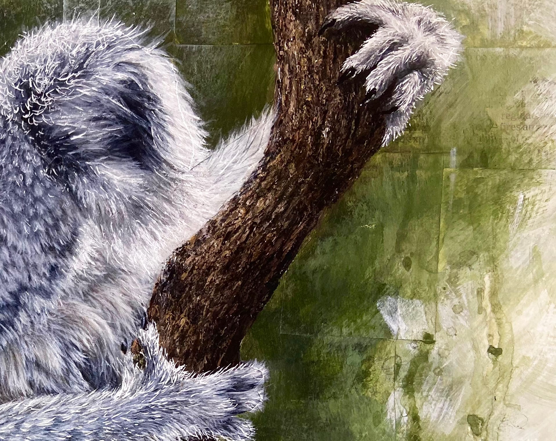 Koala thumbnail 6