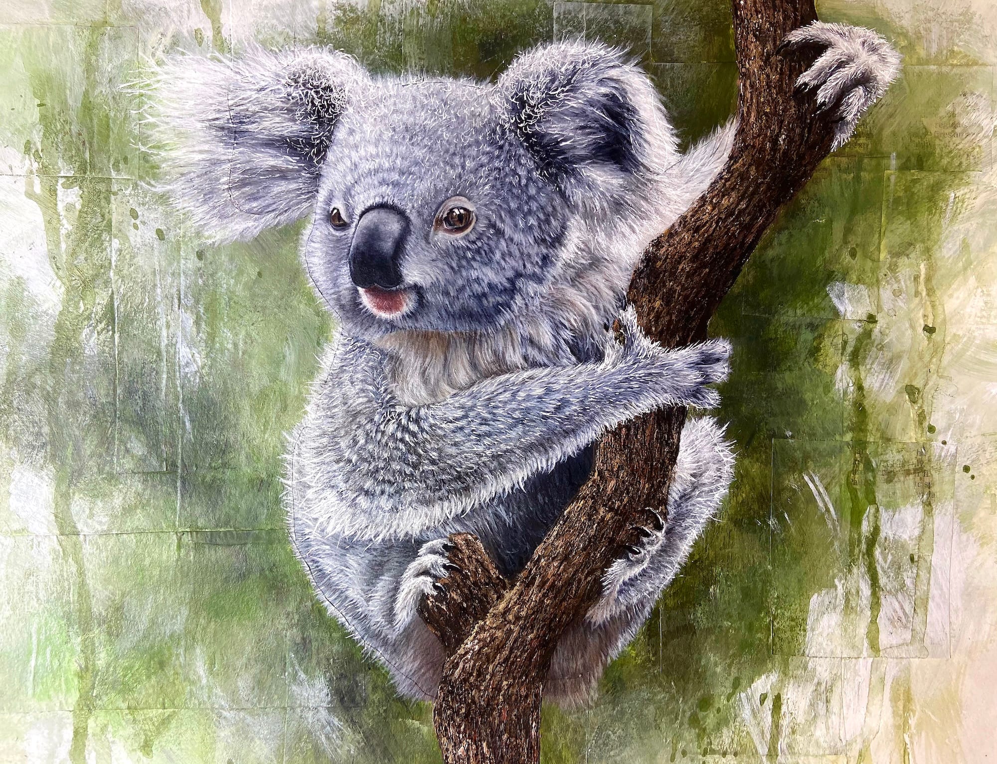 Koala