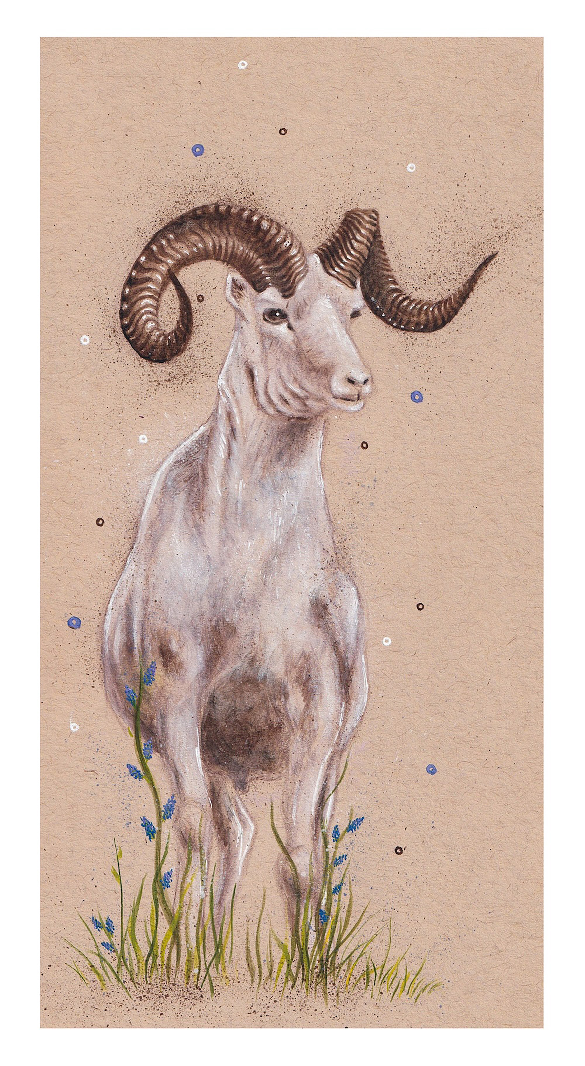 Mountain Goat in Field