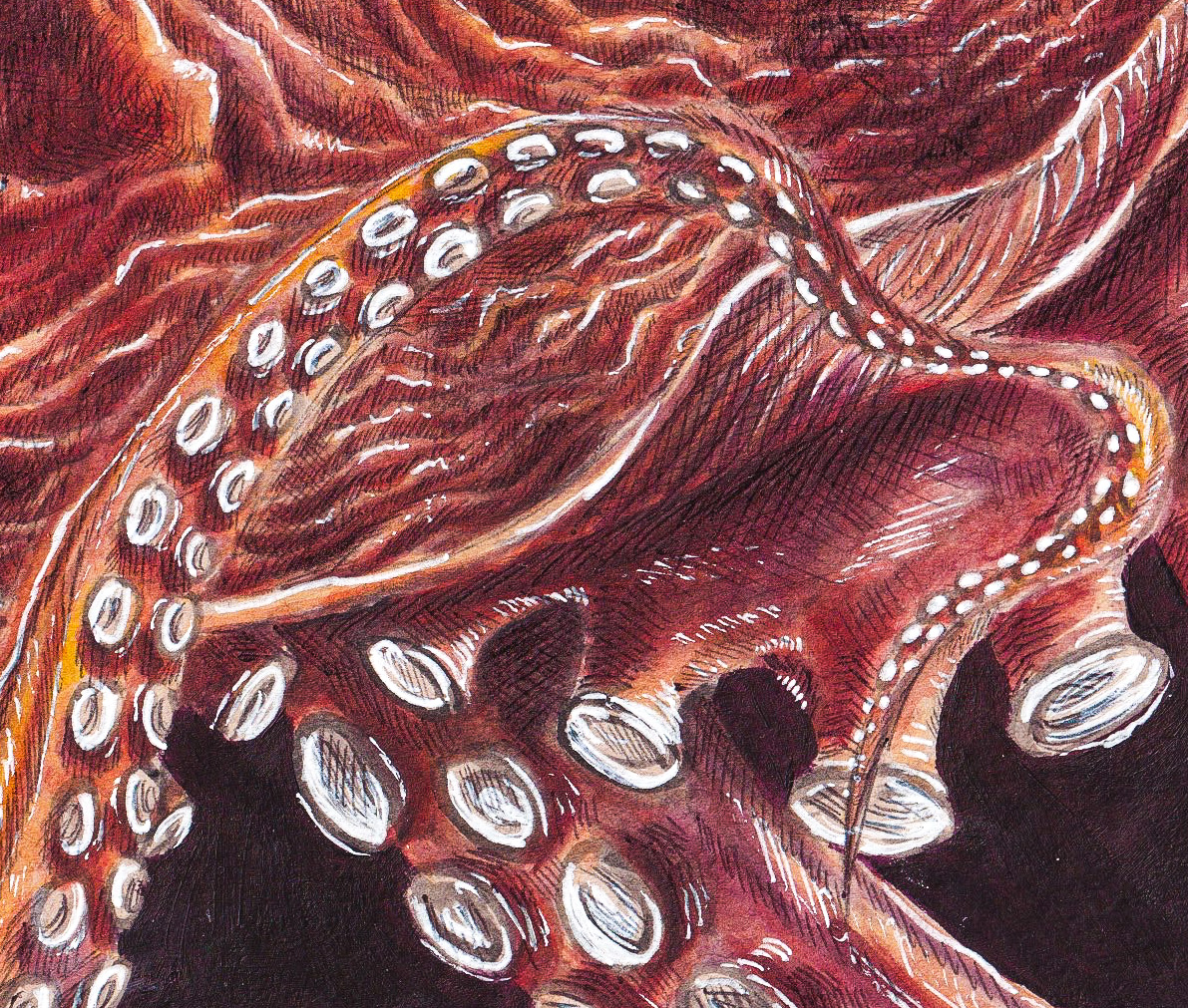 Octopus Mixed Media thumbnail 4